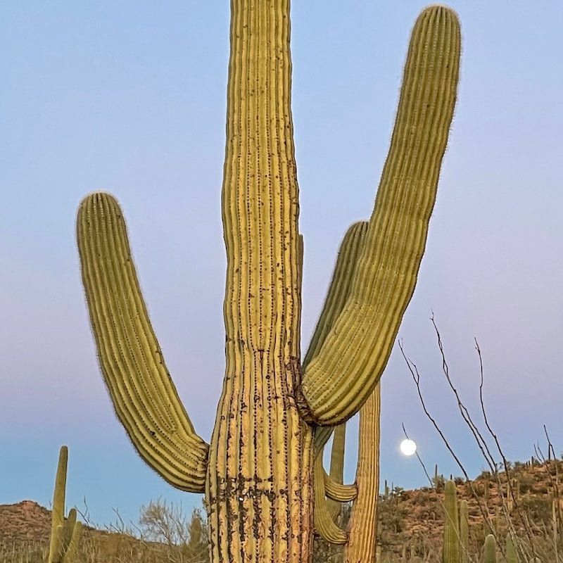 Cactus Moon Apothecary: Our Mission, Our Products, and Our New Beginnings