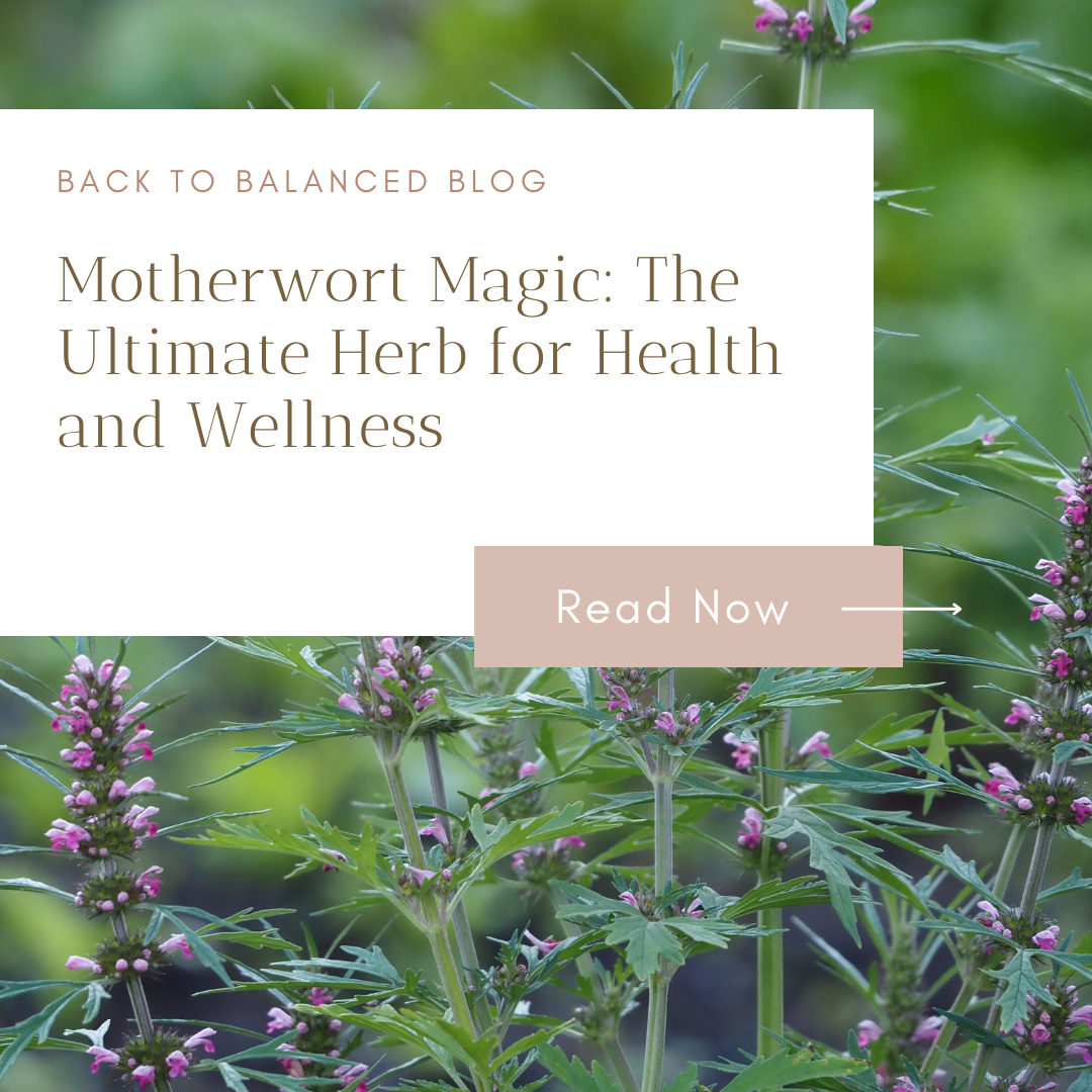 Motherwort Magic: The Ultimate Herb for Health and Wellness